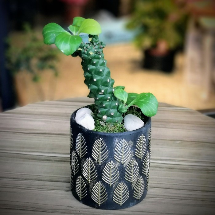 Euphorbia Madagaskar spurge