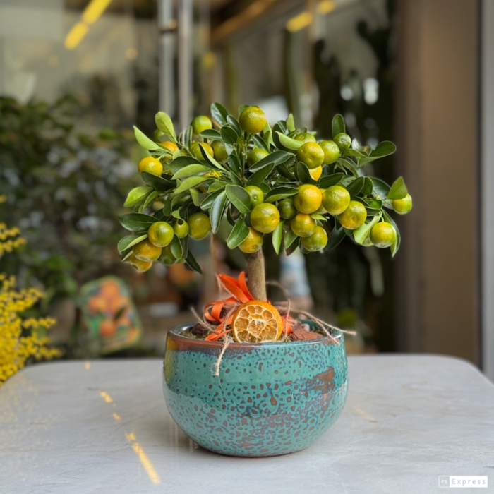 Mandalina Bonsai