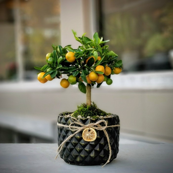 Mandalina Bonsai