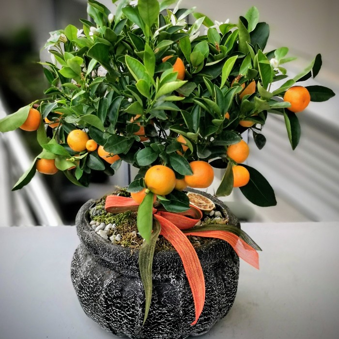 Mandalina Citrus Bonsai