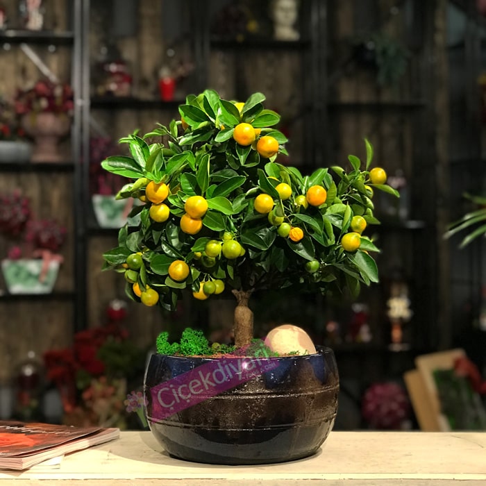 Mandalina Citrus Bonsai