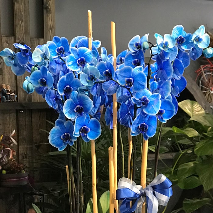 Mavi orkideler