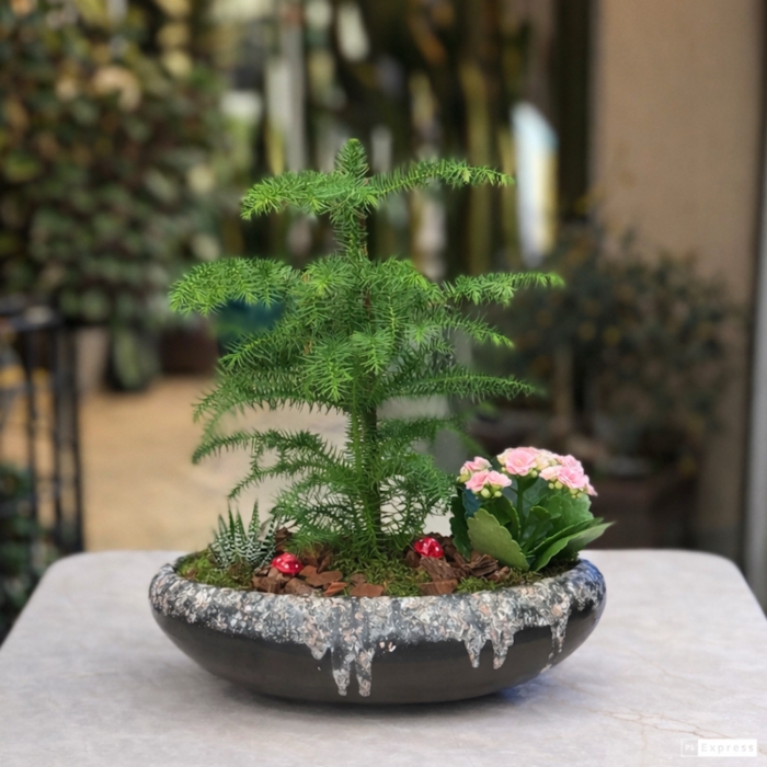 Aroucaria Heterophylla