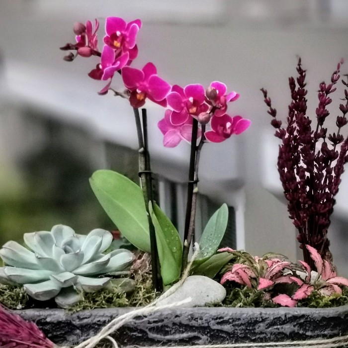 Dikilitaþ Mini Orkide
