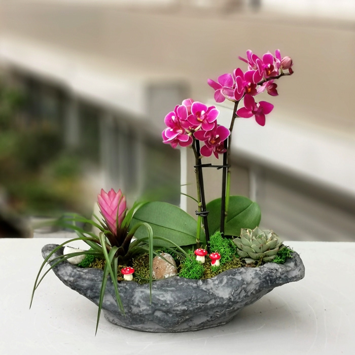 Mini Orkide ve Tilandsia