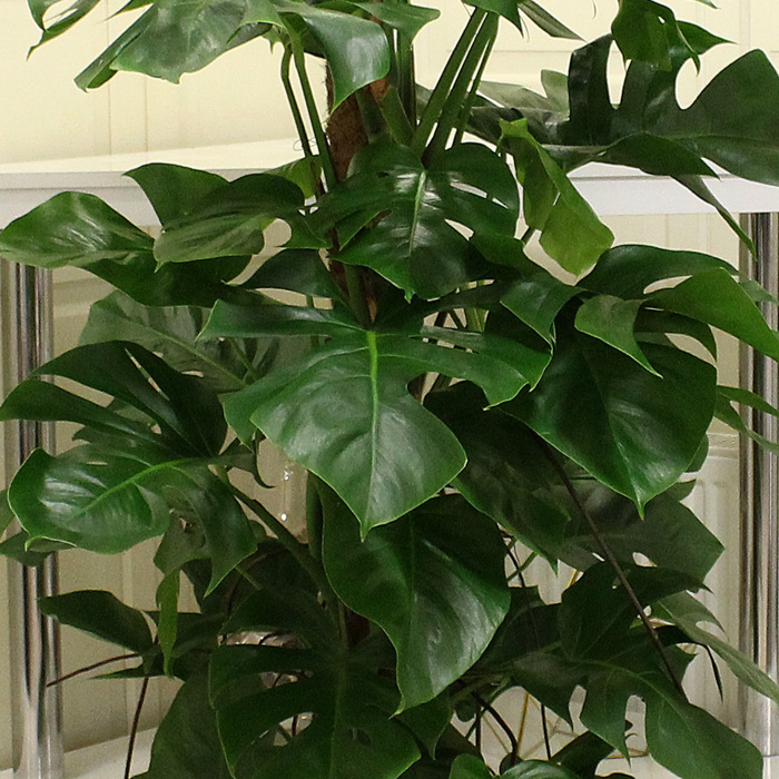 Deve Tabanı (Monstera Deliciosa)