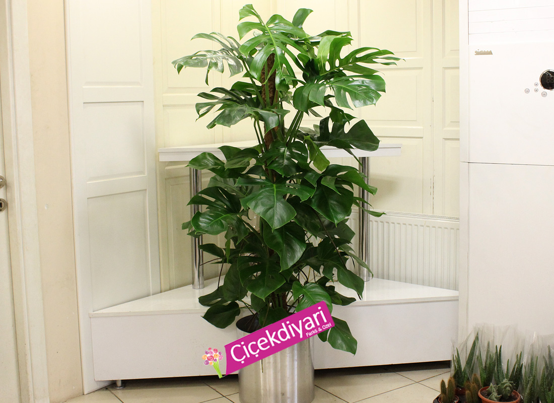 Deve Tabanı (Monstera Deliciosa)