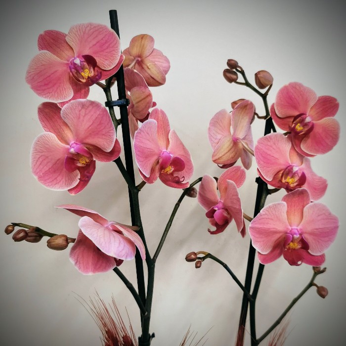 Özel Koleksiyon Narbonne Orkide