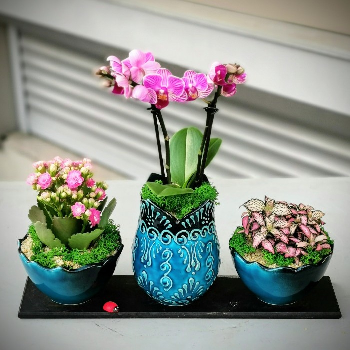 Minai Serisi - Orkide Kalanchoe Phitonia