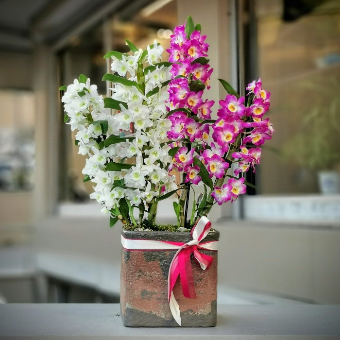 Fuþya-Beyaz Bambu Orkide