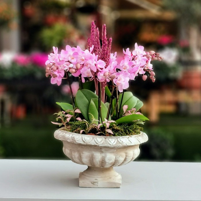 Mini Orkideler