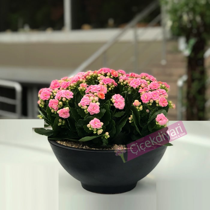 Kalanchoe