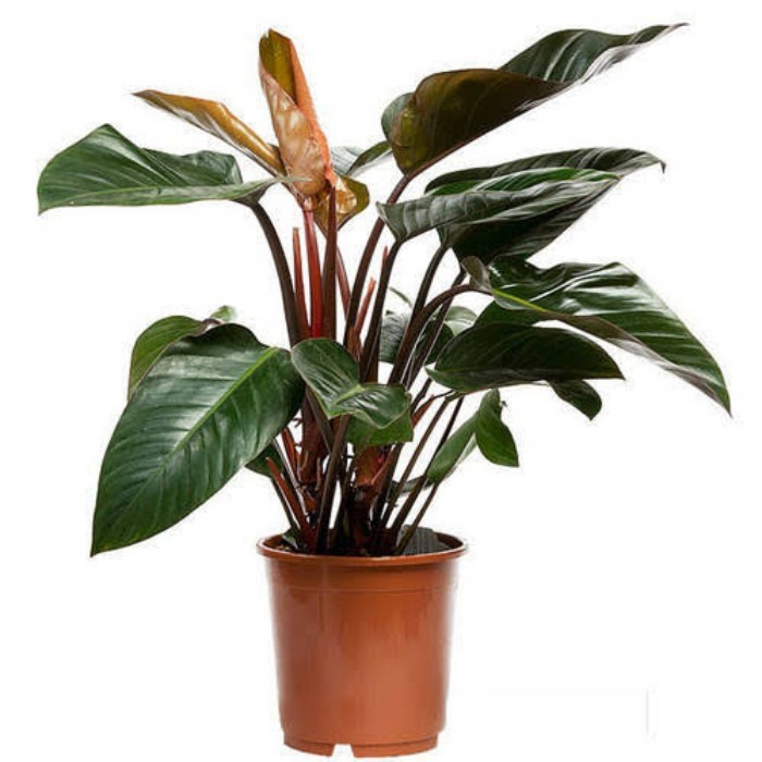 Philodendron Congo Rojo krmz gvdelerden kan parlak yeil  yapraklaryla bakm kolay az kta yaayabilen salon bitkisi