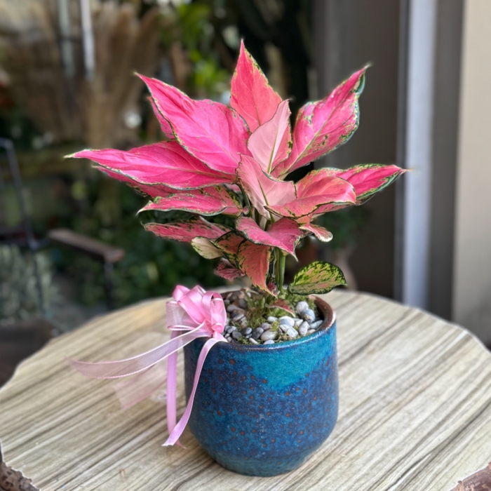 Aglaonema Pink Anjamani