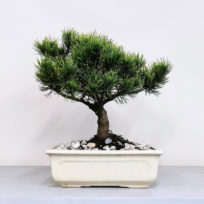 am Bonsai - Pinus thunbergii