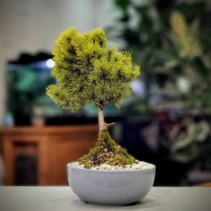 Pinus Thunbergii - am Bonsai