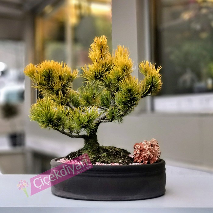 podloze do bonsai 20 Bonsai Styled Podocarpus Artificial Plant
