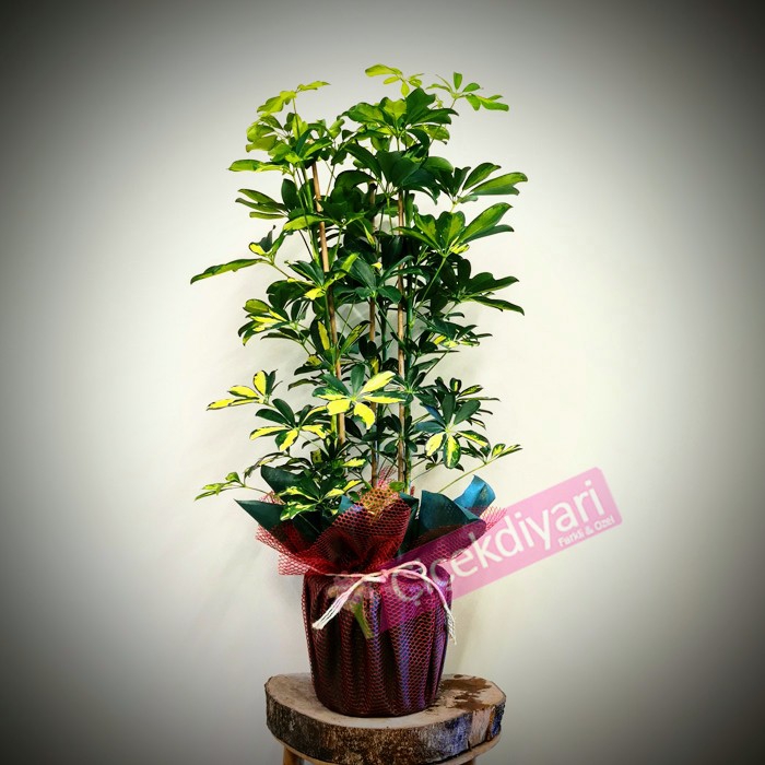 3 Kkl Schefflera Bitkisi