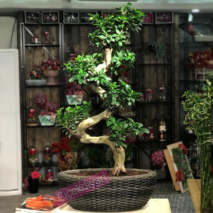 Online Bonsai Siparişi, Tüm İstanbul Aynı Gün Teslimat, Güncel Bonsailer