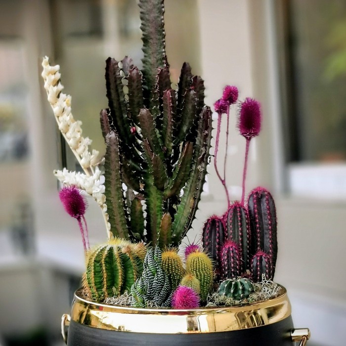 Eforbia Kaktüs Arajmanı