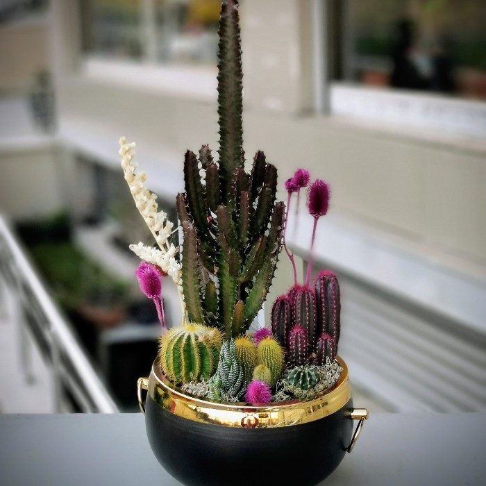 Eforbia Kaktüs Arajmanı