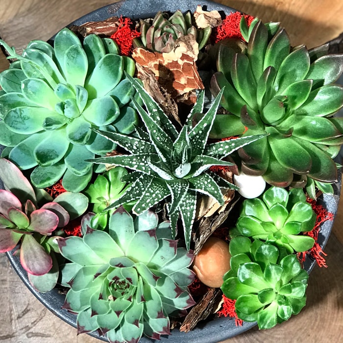 Feriky ieki, Feriky iek gnder