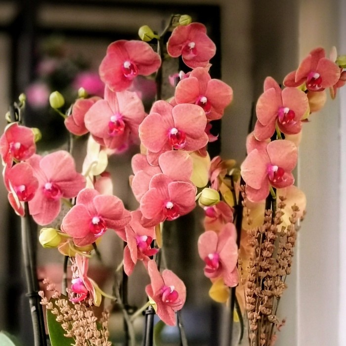 Özel koleksiyon Charmer Orkideler