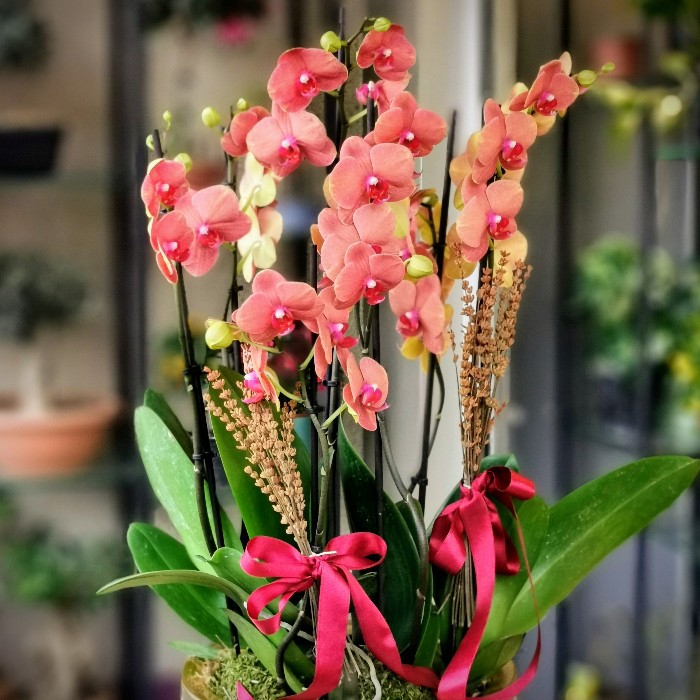 Özel koleksiyon Charmer Orkideler