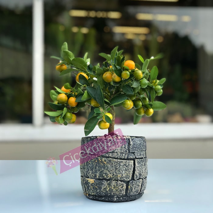 1 12 Evcilik Minyatur Cicekler Ve Bitkiler Sahne Aksesuarlari Pembe Karanfil Pembe Kil Saksi Dollhouse Miniature Flowers 1 12 Dollhouseminiature Clay Pots Aliexpress