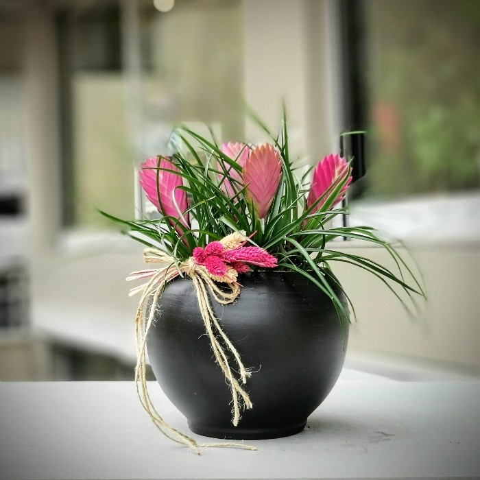 Tilandsia Bitkisi