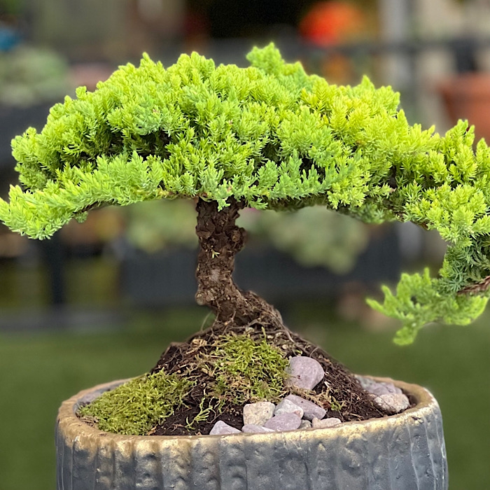 Ardýç Bonsai Juniperus Nana