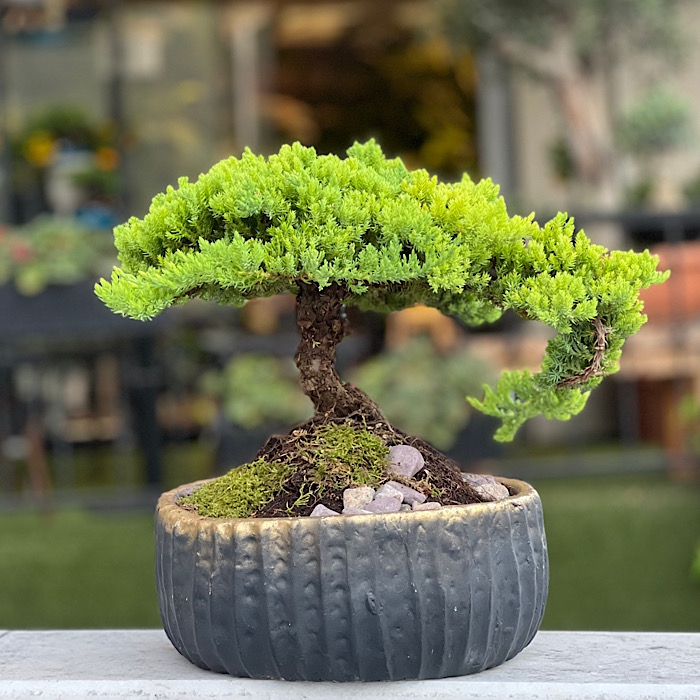 Ardýç Bonsai Juniperus Nana