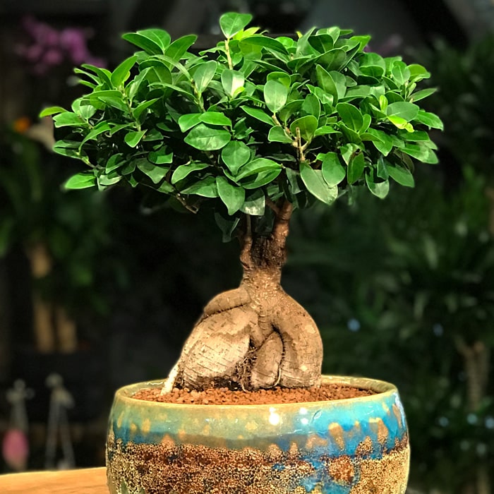 Ginseng Bonsai çiçekçi, Ginseng Bonsai çiçek gönder