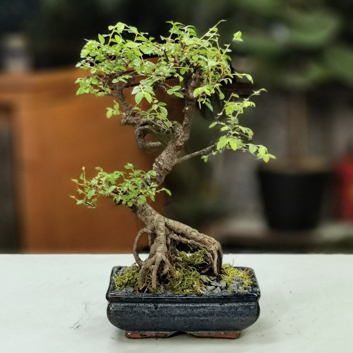 Zelkova Bonsai