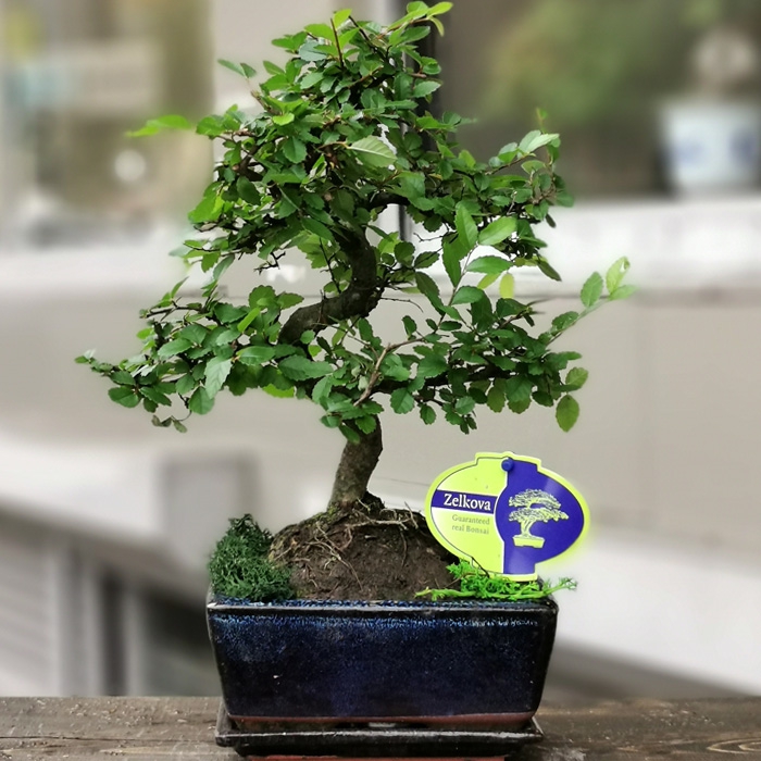 Bonsai Zelkova Contoh Bonsai
