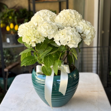 Beyaz Ortanca Saks� �i�e�i � Seramik Vazoda ��k Tasar�m