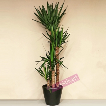 4 Kkl Yucca