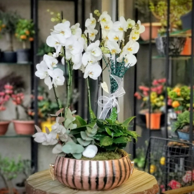6 dallý Beyaz Orkide