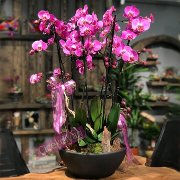 6 dallı Fuşya Orkide