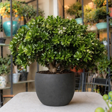 Crassula Ovata bonsai