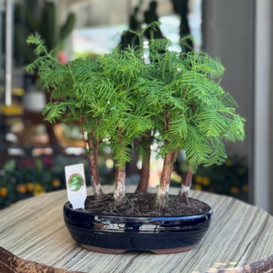 Larex Bonsai Orman