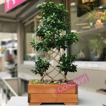 Ginseng Bonsai