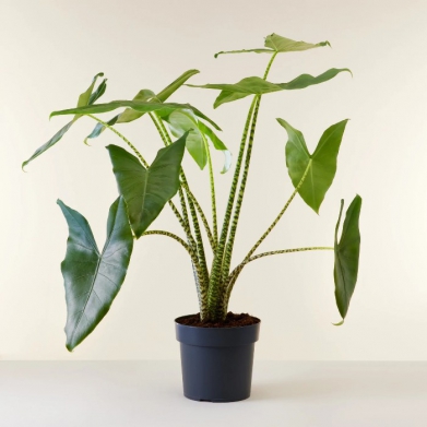 Alocasia Zebra- Fil Kula