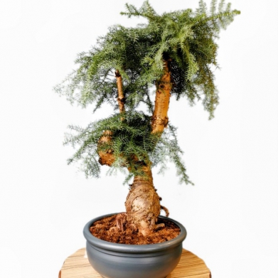 Araucaria Bonsai