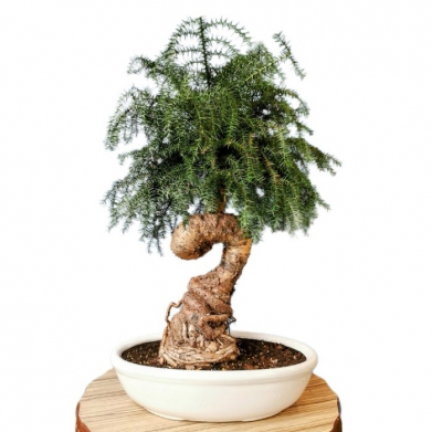 Arocaria Bonsai