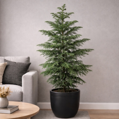 Norfolk �am� (Araucaria) � Siyah Saks�da Salon Bitkisi