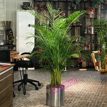 Areca Bitkisi