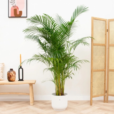 Areca Bitkisi