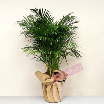 Areca Bitkisi