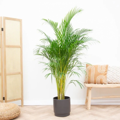 Areca Bitkisi